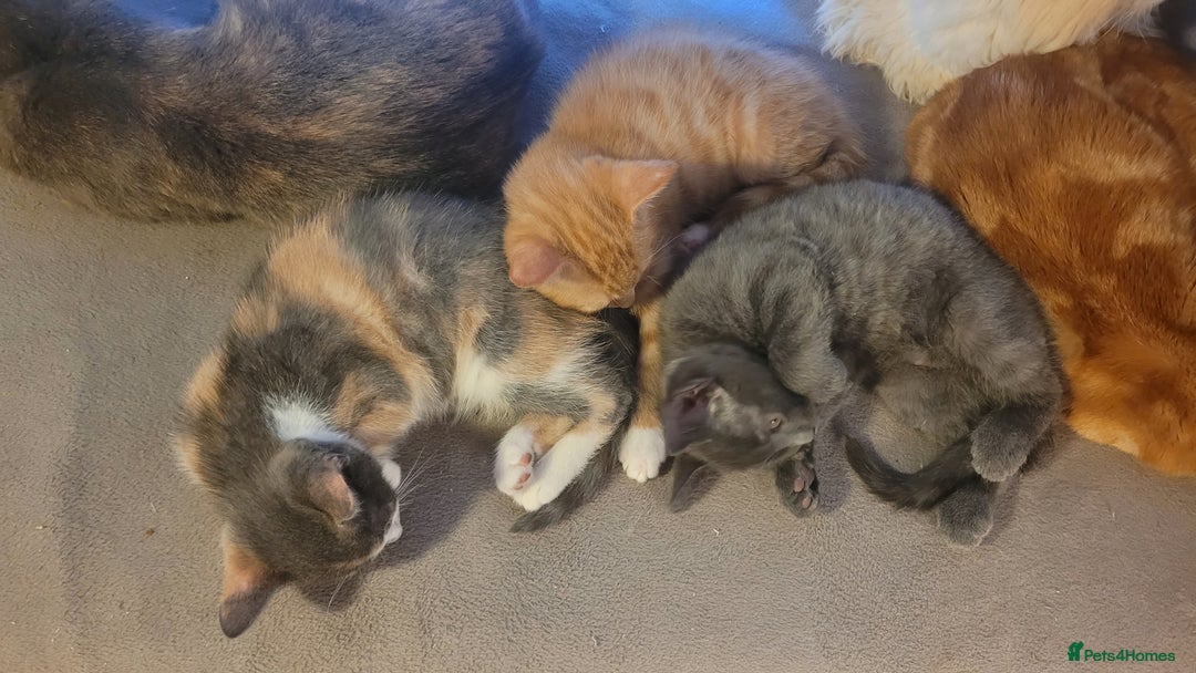 Mixed Breed cats for sale: Three gorgeous kittens available! - Advert 2
