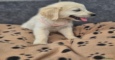 Golden Retriever dogs - Advert 7