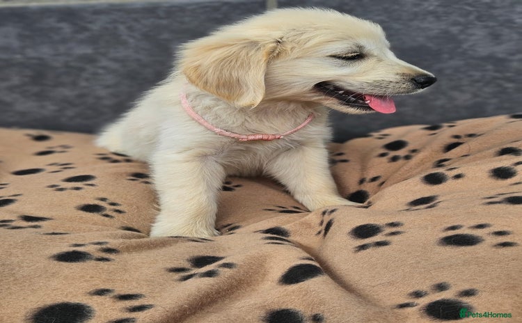 Golden Retriever dogs - Advert 1