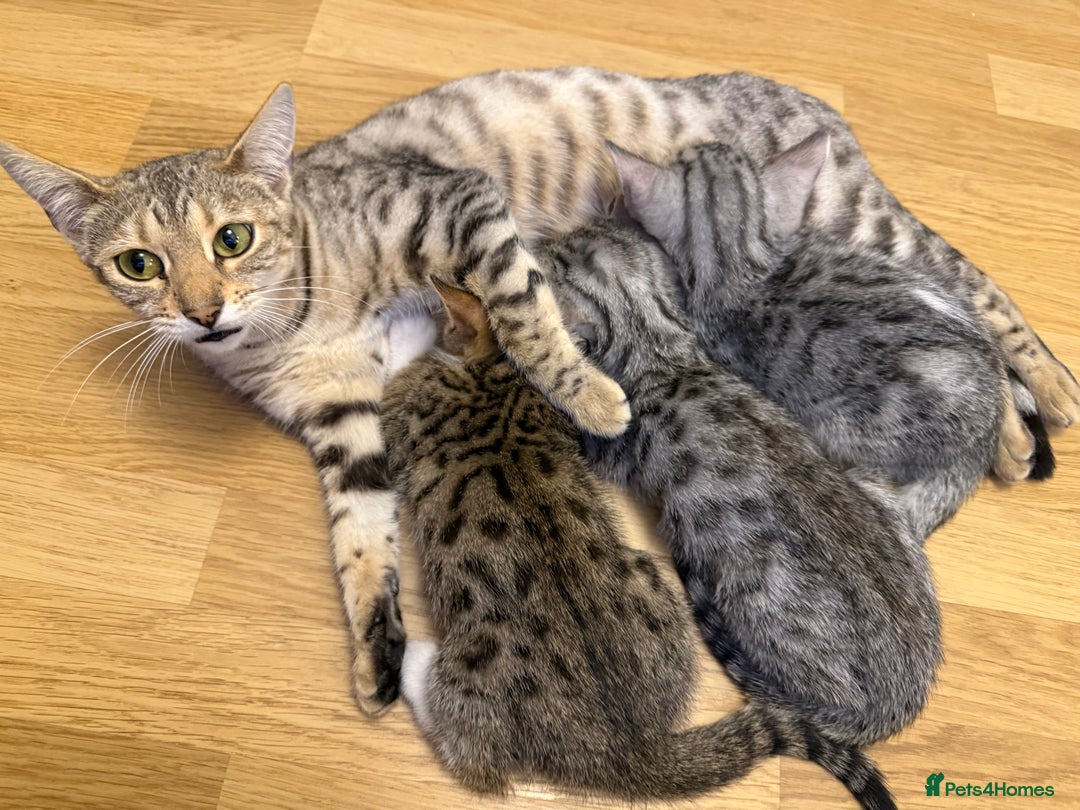 Bengal cats for sale: Stunning silver bengal cross - Image 12