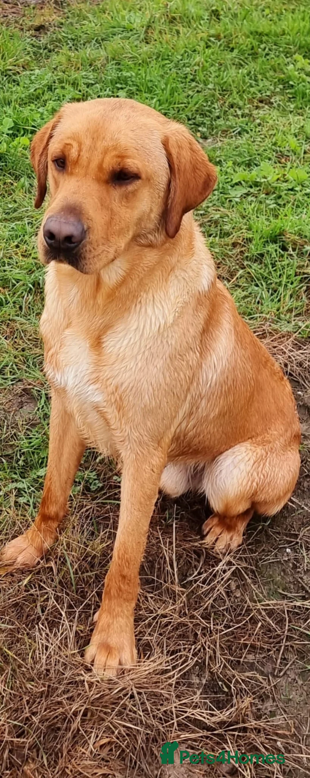 Labrador Retriever dogs for sale: Labrador puppys  - Advert 8