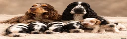 Cocker Spaniel dogs for sale: *KC REG show cocker spaniels  - Advert 1