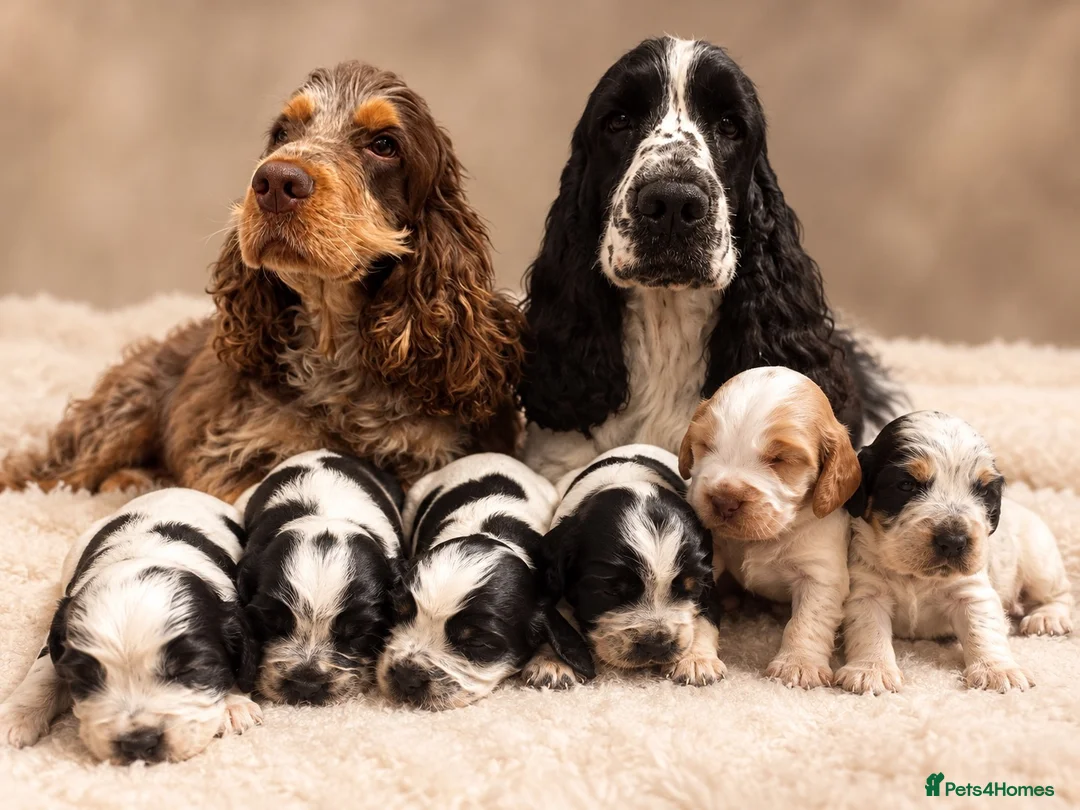 Cocker Spaniel dogs for sale: *KC REG show cocker spaniels  - Advert 1