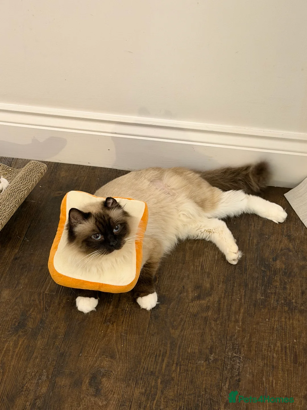 Ragdoll cats for sale: Very Affectionate Lap Cat for Adoption - Advert 5