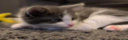 Mixed Breed cats for sale: Ragdoll cross with Tabby  - Advert 13