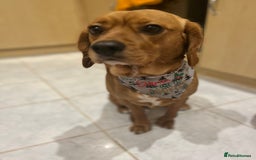 Beaglier dogs for sale: Beaglier needing new home - Image 1