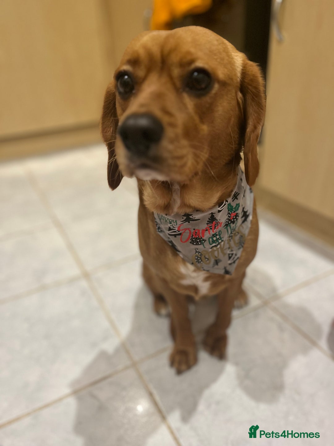 Beaglier dogs for sale: Beaglier needing new home - Image 1