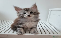 Maine Coon cats for sale: Tica registered maine coon kittens  - Image 8
