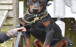 Dobermann dogs for sale: F1b Working Dobermann Puppies  - Image 4