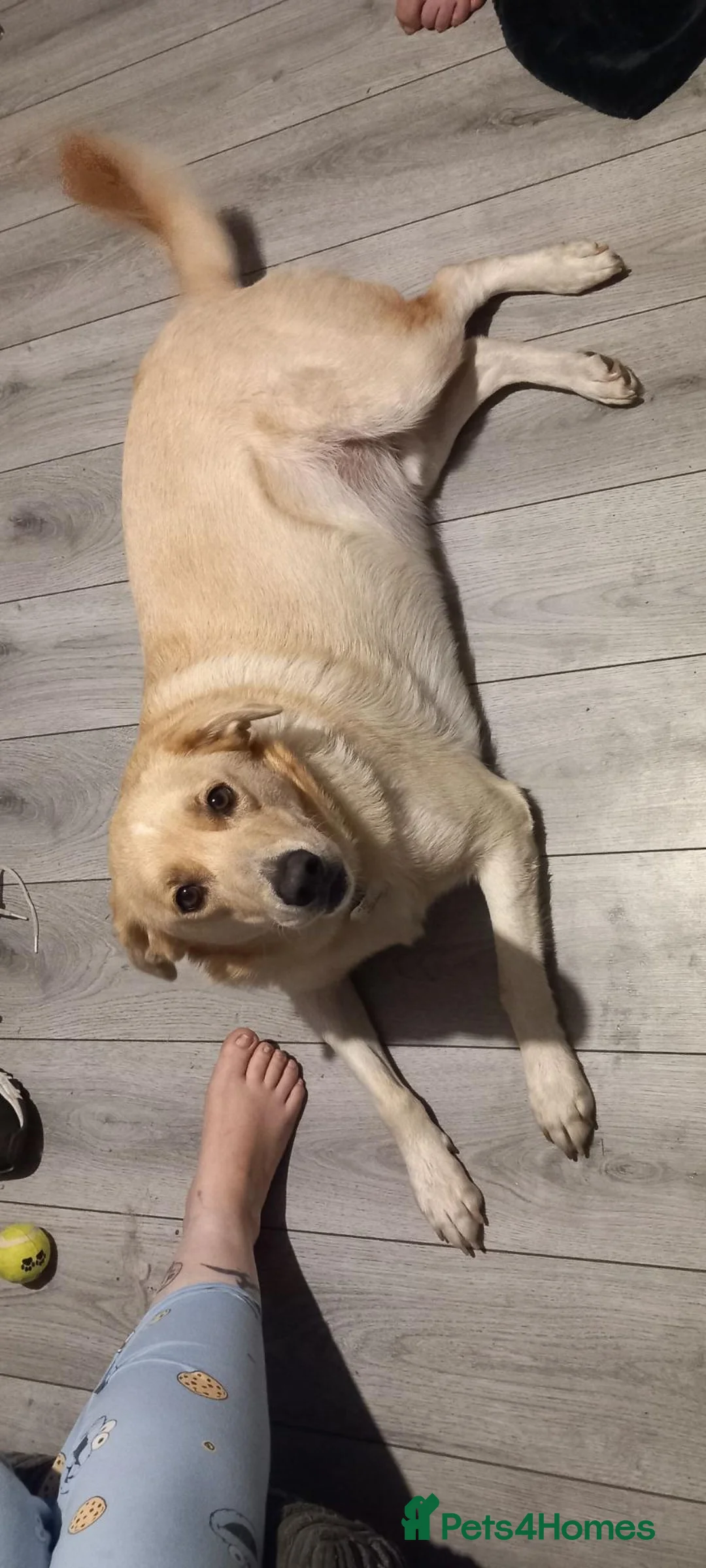 Borador dogs for sale: Rehoming male dog - Advert 4
