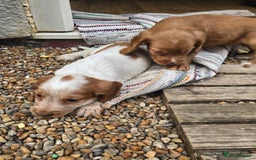 Cocker Spaniel dogs for sale: Cocker spaniel puppies  - Image 3