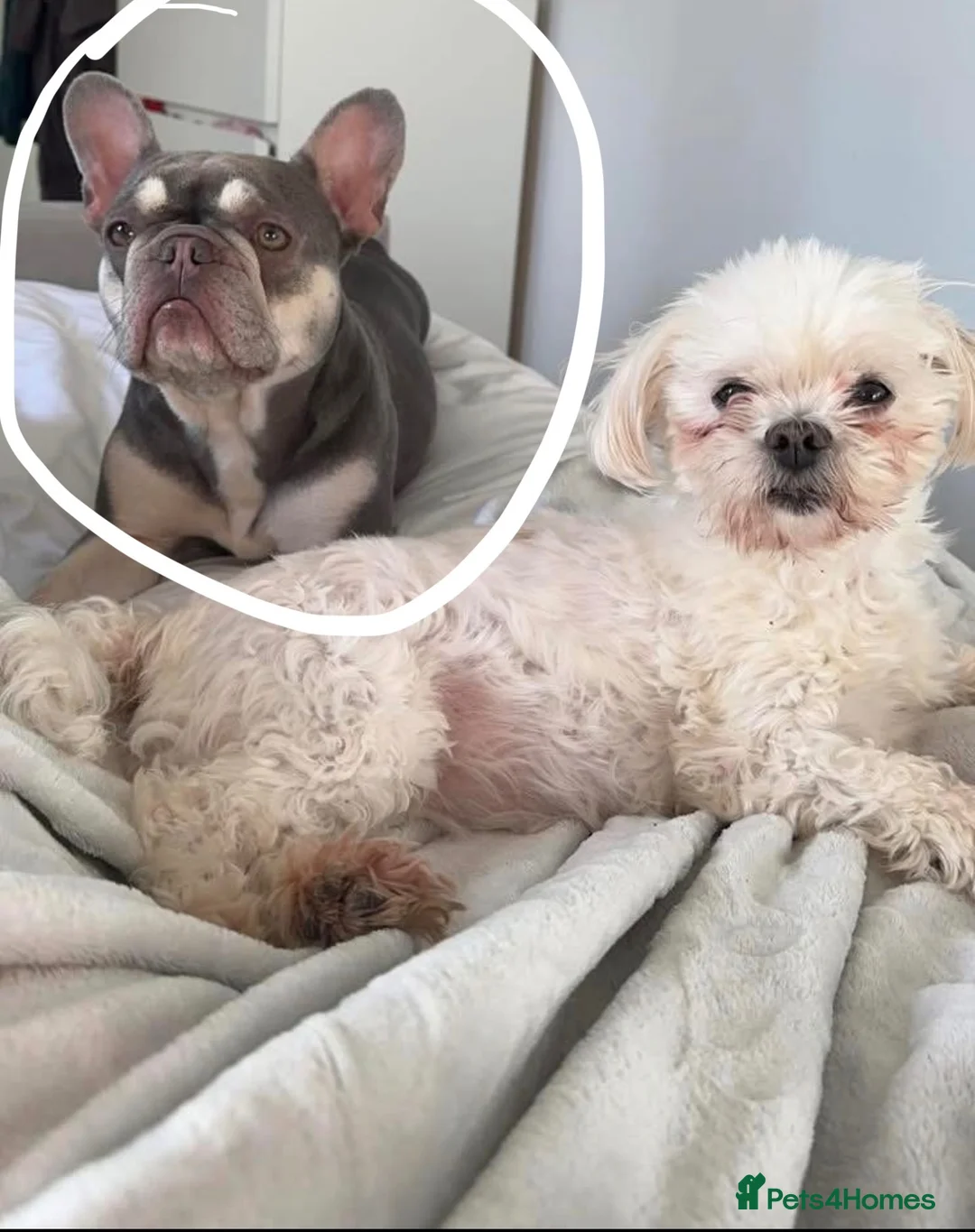 French Bulldog dogs for adoption: Luna - KC French Bulldog in Carlisle - Advert 4