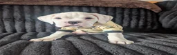 Boxer dogs for sale: Stunning boxer puppies  - Advert 22