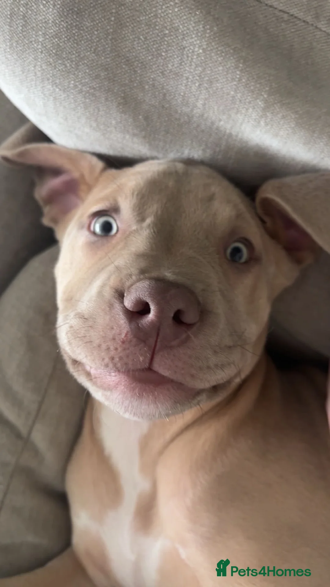 Mixed Breed dogs for sale: female mixed breed dog  in Knottingley - Advert 4