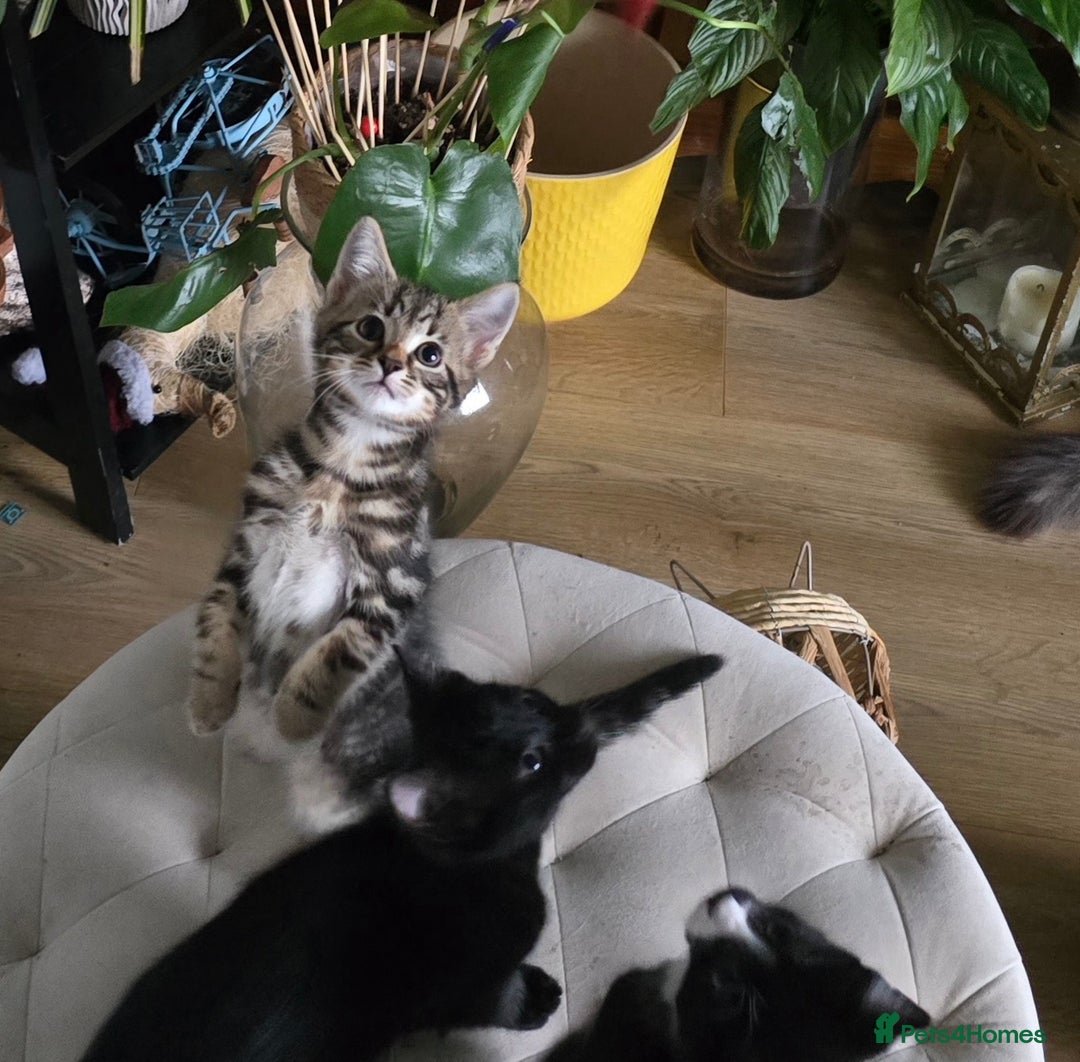 Mixed Breed cats for sale: Three boys looking for forever loving home  - Advert 23