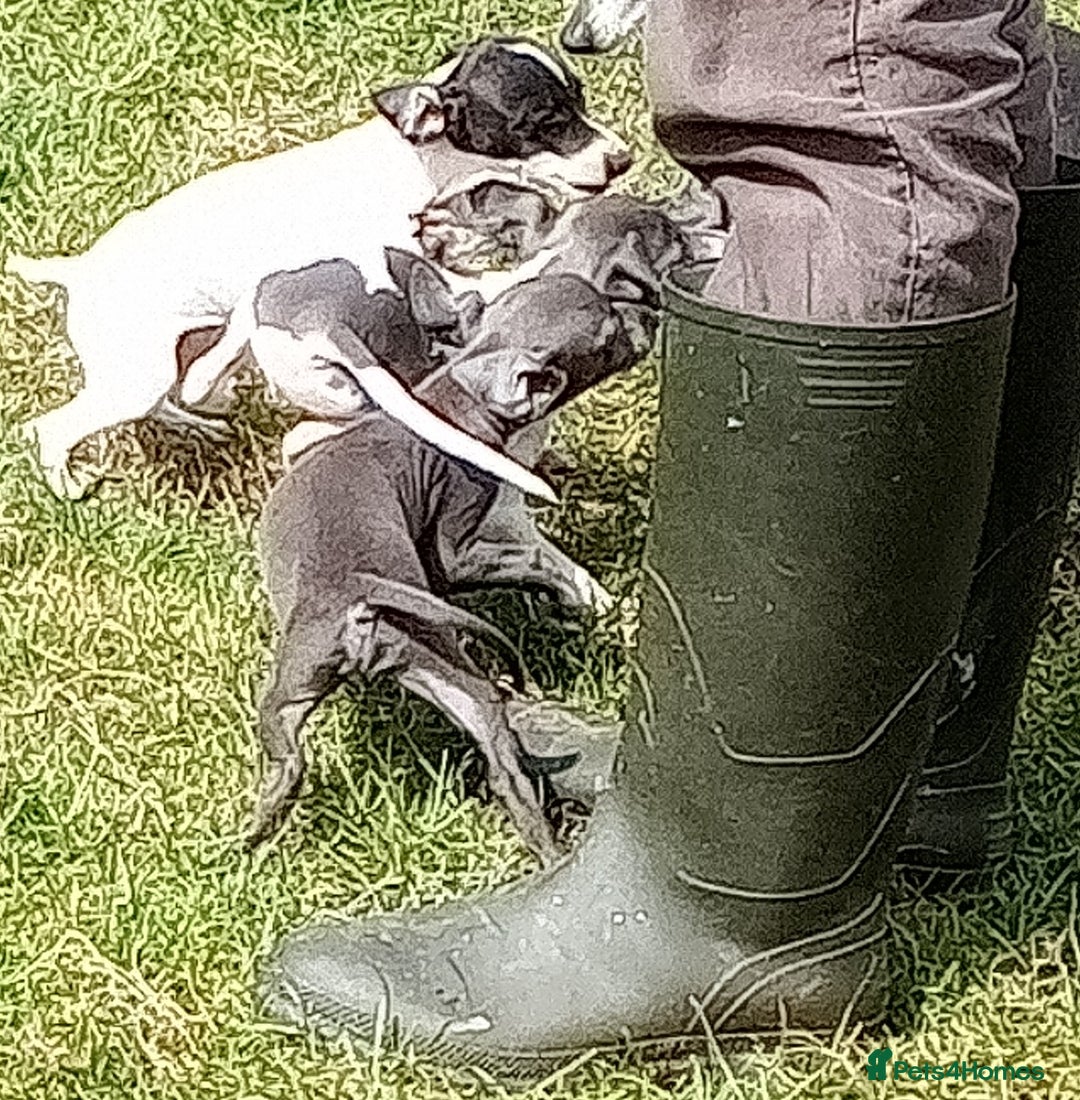 Italian Greyhound dogs for sale: Italian greyhound  - Image 14