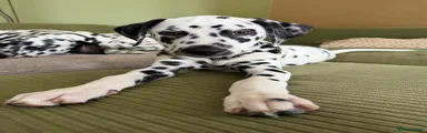 Dalmatian Black Girl - The Wasp