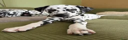 Dalmatian dogs for sale: Ready to leave KC Dalmatian puppies - 12wks - Advert 3