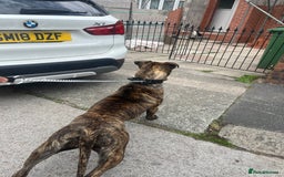 Presa Canario dogs for sale: 18 month old Presa canario  - Image 9