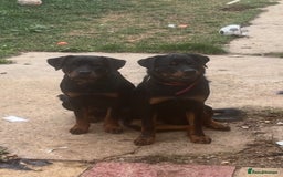 Rottweiler dogs for sale: Rottweiler  - Image 7