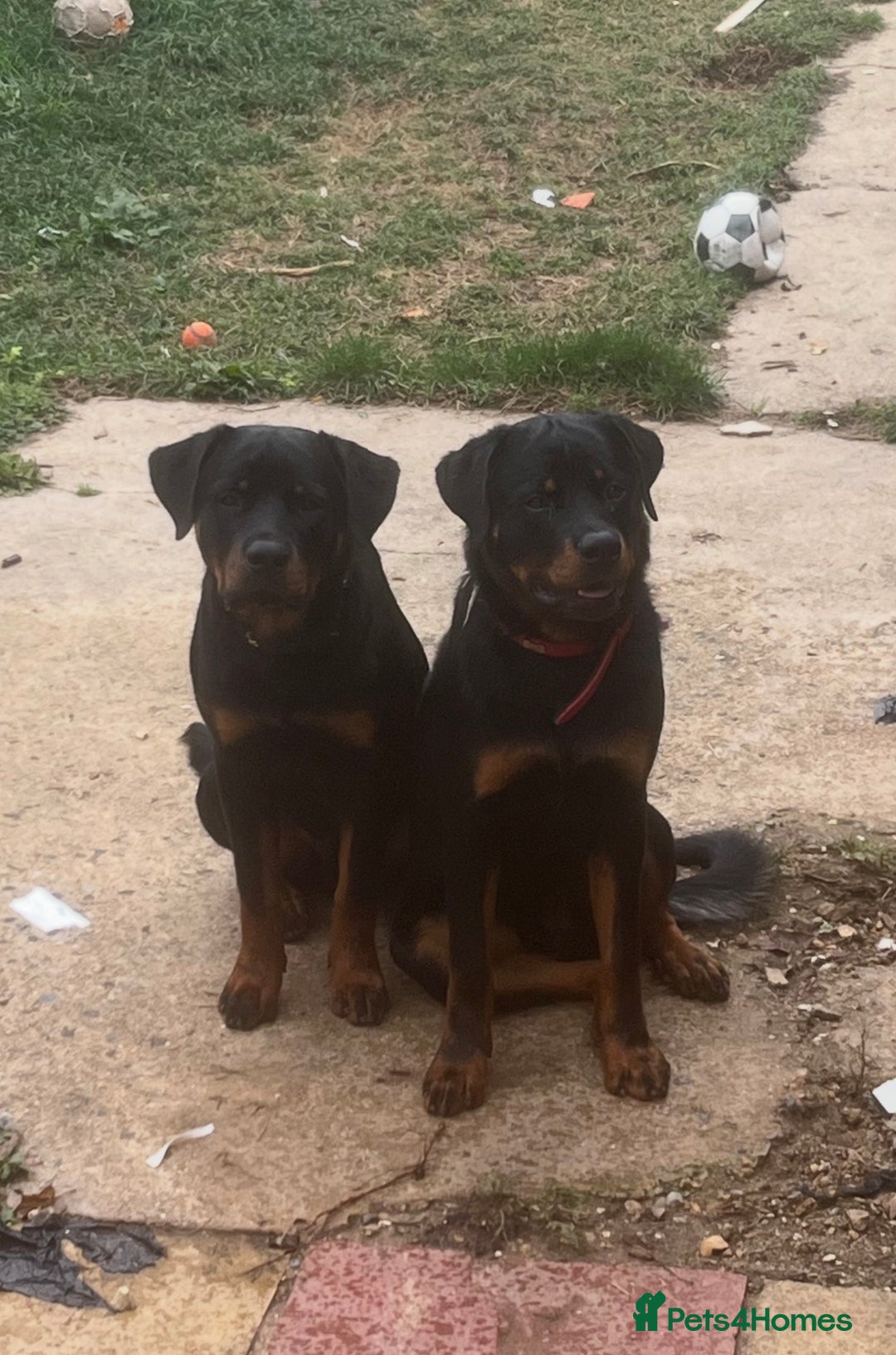 Rottweiler dogs for sale: Rottweiler  - Image 7