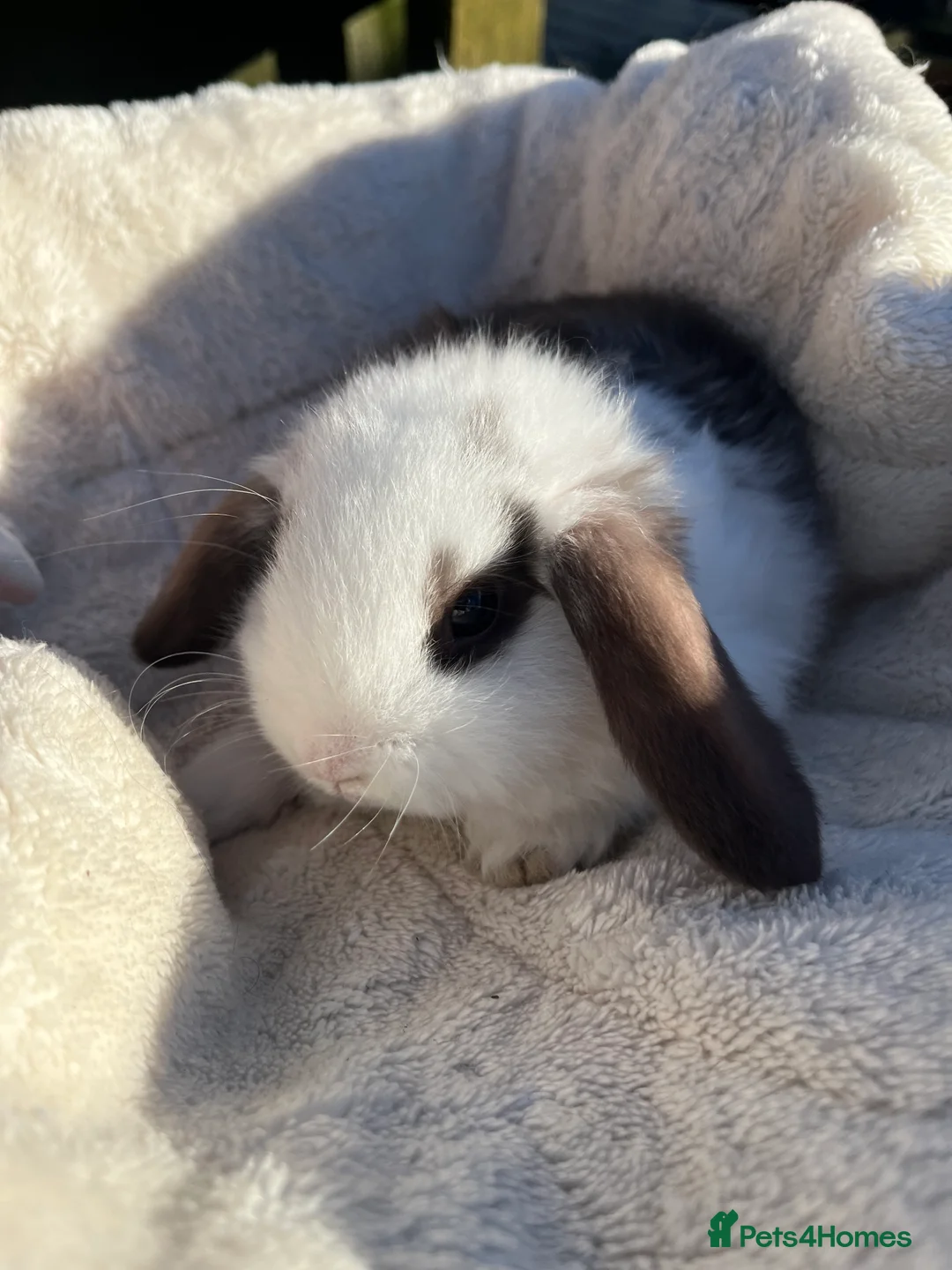 Mini Lop rabbits for sale: Gorgeous mini lops  - Advert 10
