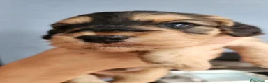 Cockapoo 4