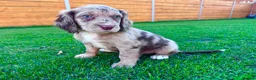 Cockapoo dogs for sale: Cockapoo Babies 🐾🐾🐾 - Advert 16