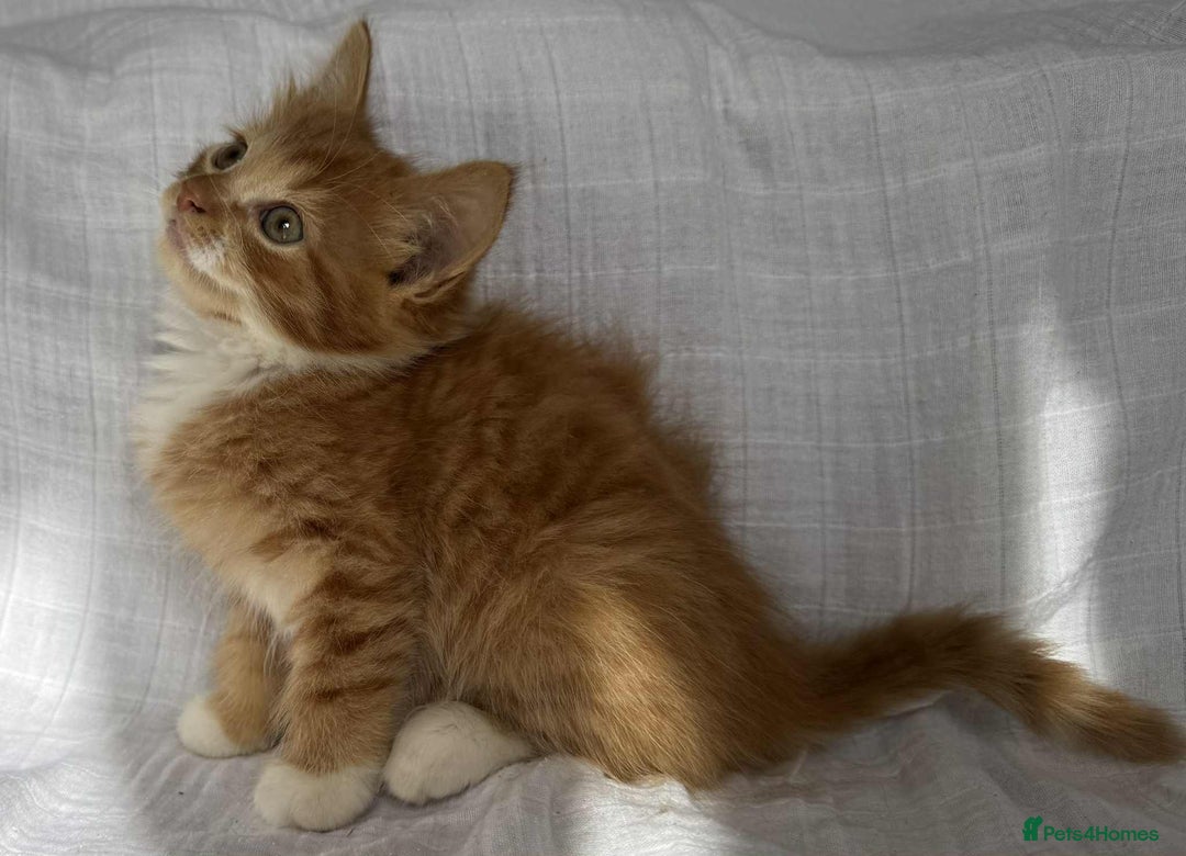 Mixed Breed cats for sale: Last black female left Turkish angora cross kitten - Image 22