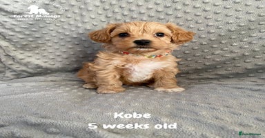 Maltipoo dogs Beautiful Maltipoo Puppies - Advert 5