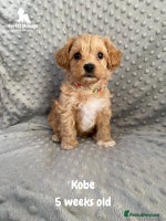 Maltipoo dogs Beautiful Maltipoo Puppies - Advert 5