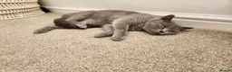 British Shorthair cats for sale: Silver Champion Line British Shorthair - Advert 16