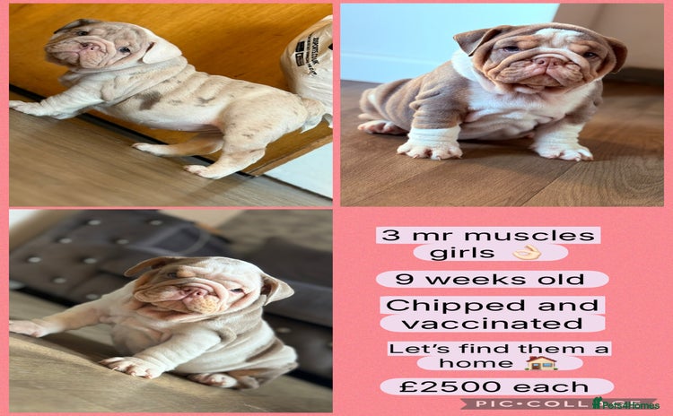 English Bulldog dogs - Advert 1