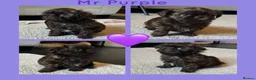 Shih Tzu dogs for sale: KC true chocolate imperial Shihtzu puppies  - Advert 28