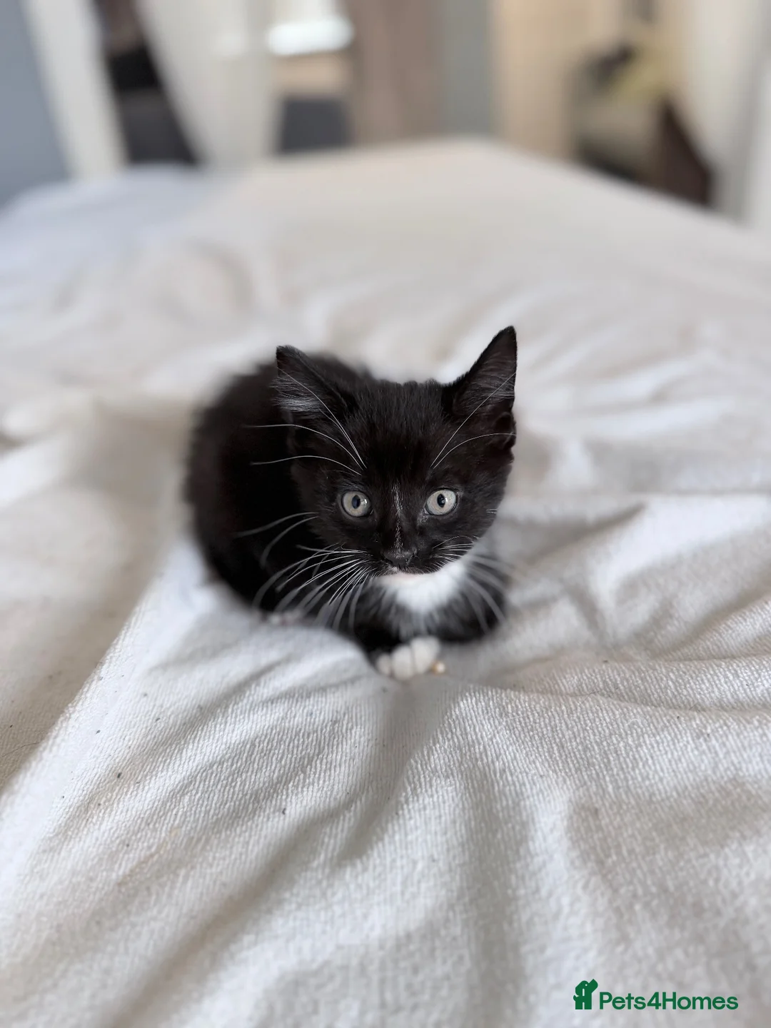 Mixed Breed cats for sale: 4 cute playful kittens ready for forever home 😍 in Manchester - Advert 2
