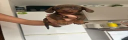 Miniature Dachshund dogs for sale: 6 beautiful miniature dachshunds for sale  - Advert 13
