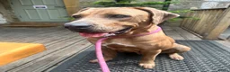Mixed Breed dogs for sale: Stunning Boerboel x Ridgeback puppies  - Advert 20
