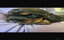 Cocker Spaniel dogs for sale: Cocker spaniel  - Image 9