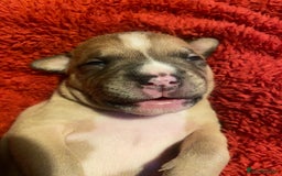 Staffordshire Bull Terrier dogs for sale: Female Staffy Pup  - Advert 8