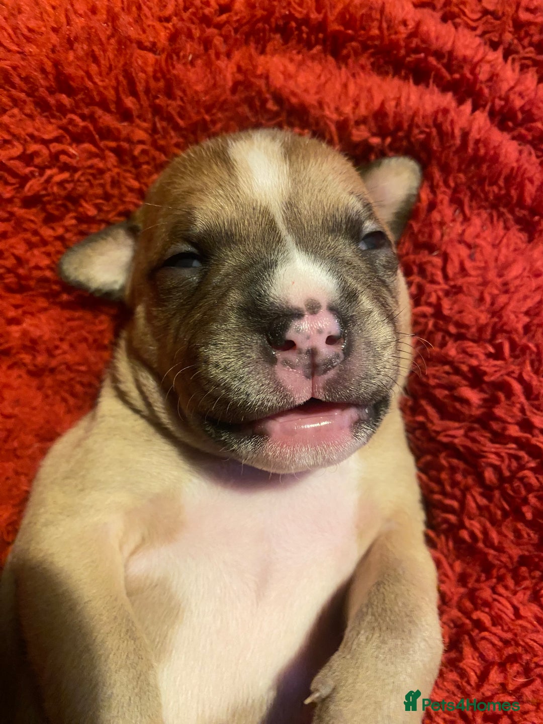 Staffordshire Bull Terrier dogs for sale: Female Staffy Pup  - Advert 8