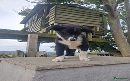 Border Collie dogs for sale: Lovely Border Collie Puppies For Sale - Image 7