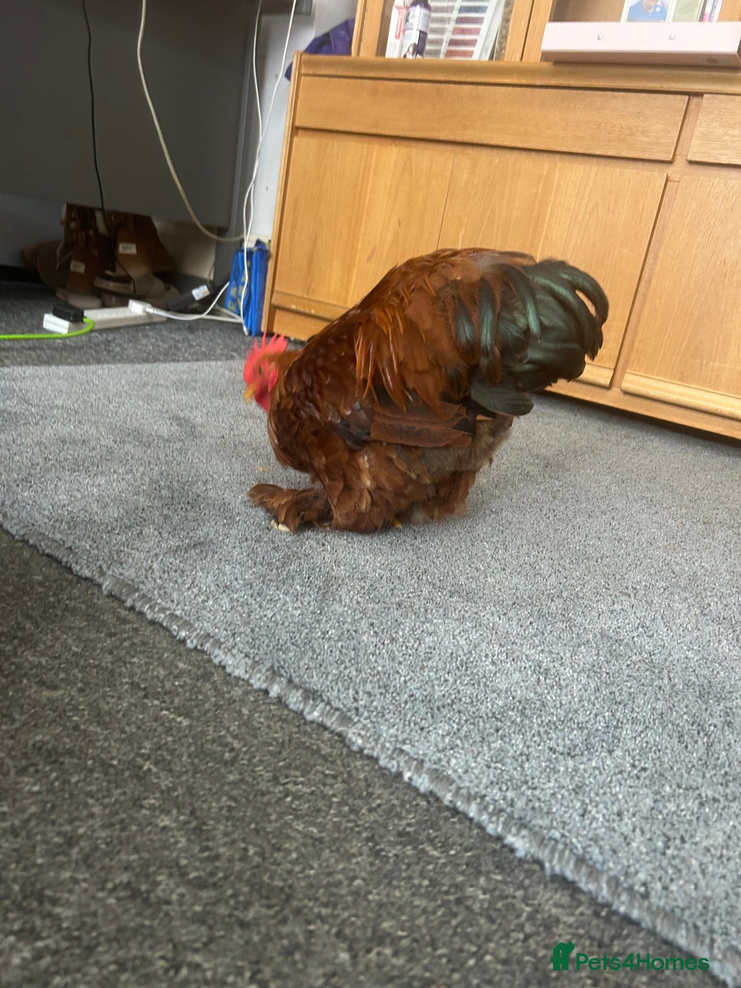 Chickens poultry for sale: Bantam cockerel looking for loving home!  - Image 6