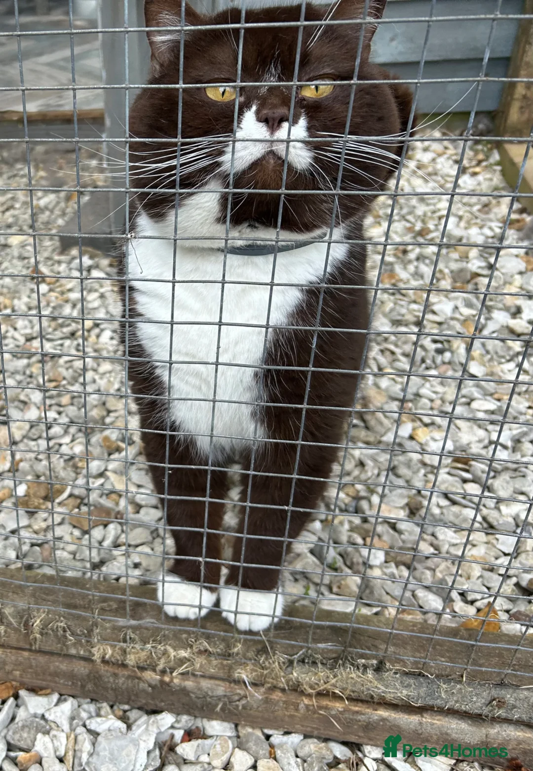 British Shorthair cats for sale: GCCF STUD FOR SALE ( URGENT)  - Advert 5