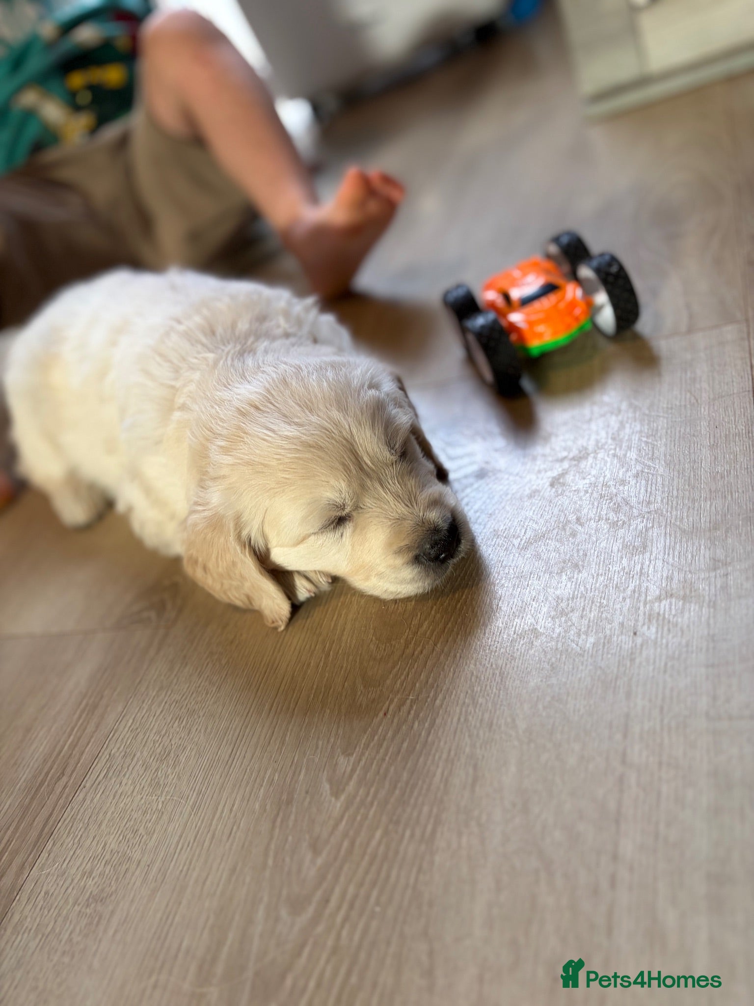 Golden Retriever dogs KC registered golden retriever puppies available  - Advert 2