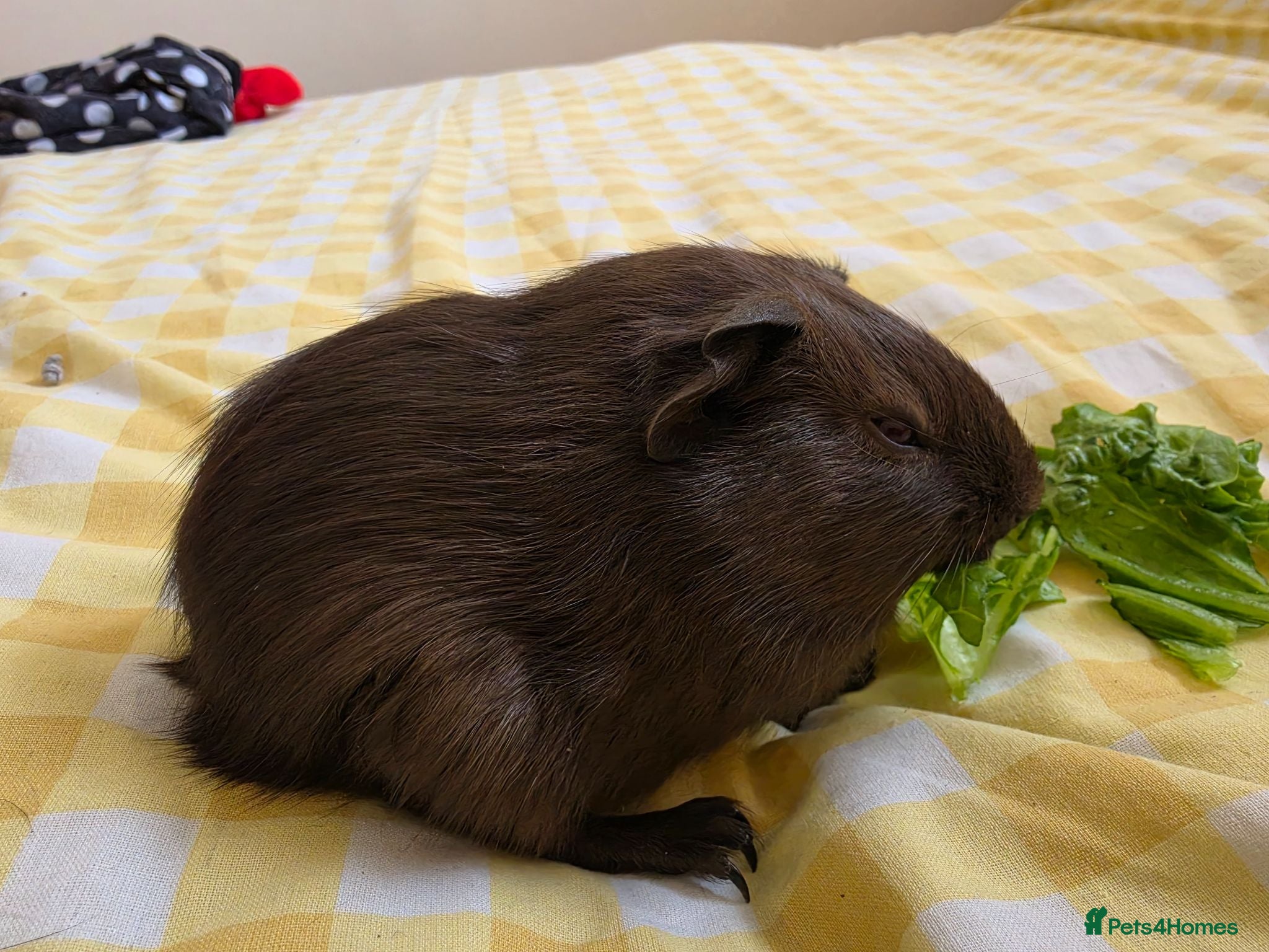 Guinea Pig rodents 2 boys rtl.  - Advert 2