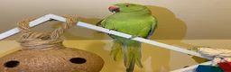 Parrots birds for sale: Indian ringnick parrot for sale  - Advert 2
