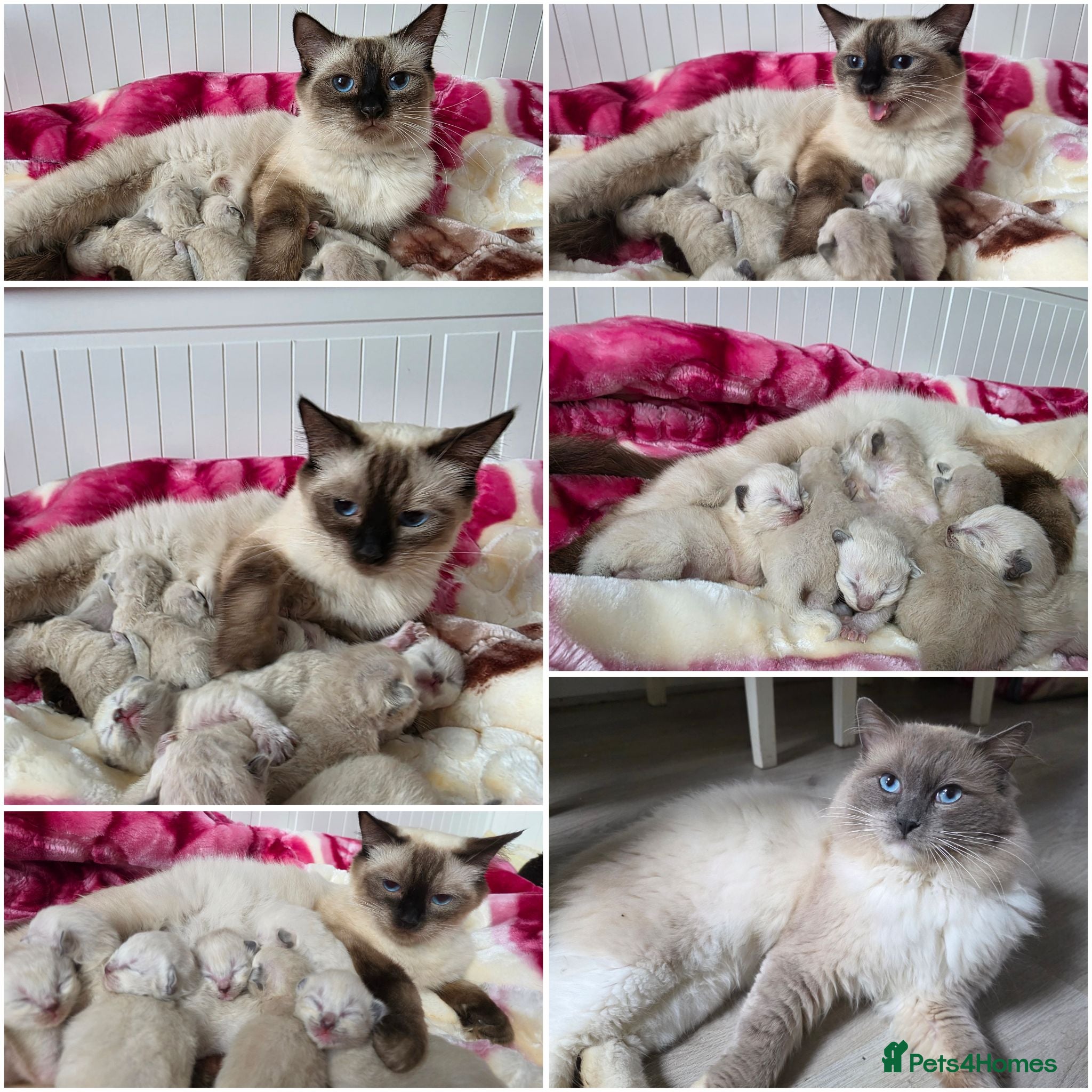 Ragdoll cats Ragdolks kittens-Reservation open😻😺🩵❤️ - Advert 2