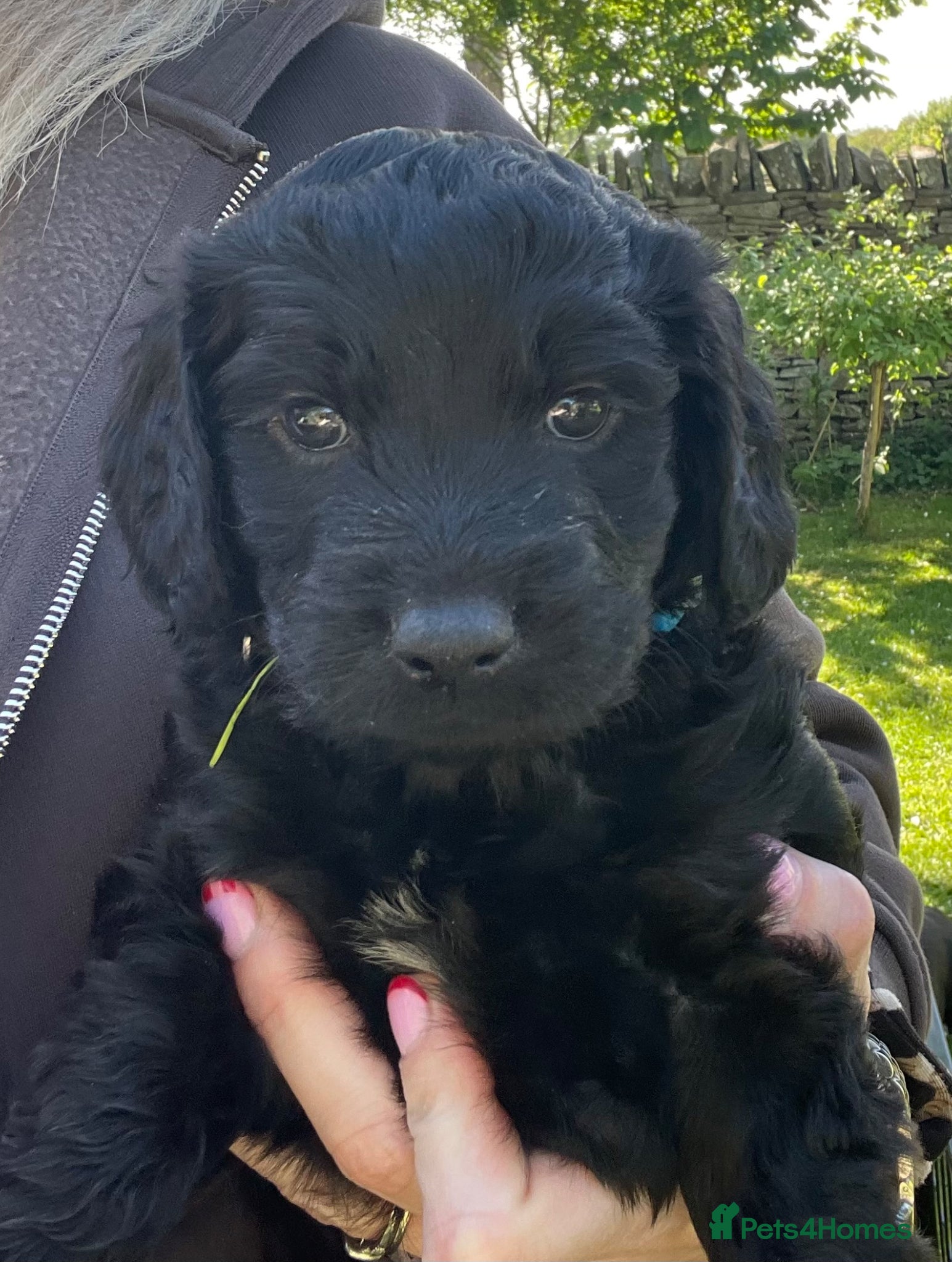 Cockapoo dogs Cockapoo Puppies - Advert 18