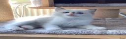 Ragdoll cats for sale: 🌟Beautiful registered Ragdoll kittens🌟 - Advert 10