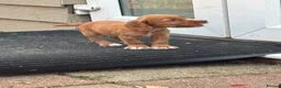 Cocker Spaniel dogs for sale: Working cocker spaniel, - Advert 12